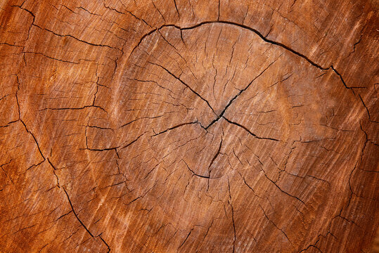 Wood grain texture of old tree stump with cracks in brown tone for background