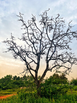 Tree with fallen leafs dry in autumn 