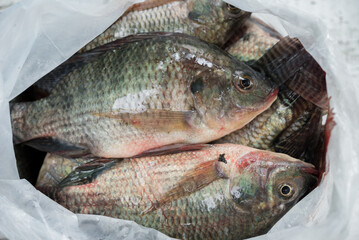 Raw nile tilapia fish, nile tilapia fish in market top view