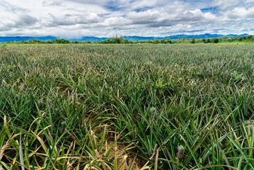Pineapple plant field, Pineapple tropical fruit growing in garden