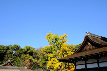 Fototapeta premium 賀茂御祖神社，下鴨神社，黃葉，秋，紅葉，京都，神社，日本，お寺，水の波，風景, 旅行, 建築, 自然, 木, 背景, 黄色, 庭, 光