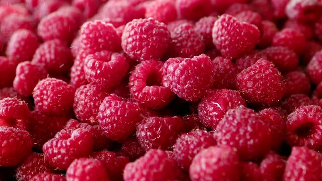 Close up of a pile of fresh ripe freshness red tasty raspberries with water splash. Sweet organic rasberry fruit.