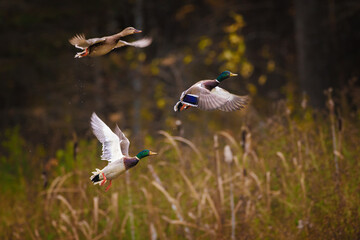 A group of mallards in flight in front of a dark forest background 