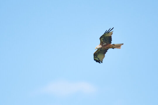 Rotmilan (Milvus milvus) bei der Jagd	