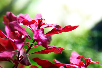 Close-up shot of ludwigia super red in the planted freshwater aquarium aquascape.