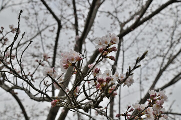寒空に頑張って咲くこ桜の花と蕾