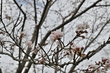 寒空に頑張って咲くこ桜の花と蕾