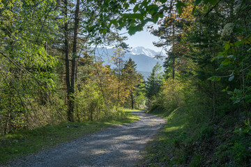 Fototapeta na wymiar A path downwards through woodland into a Swiss valley