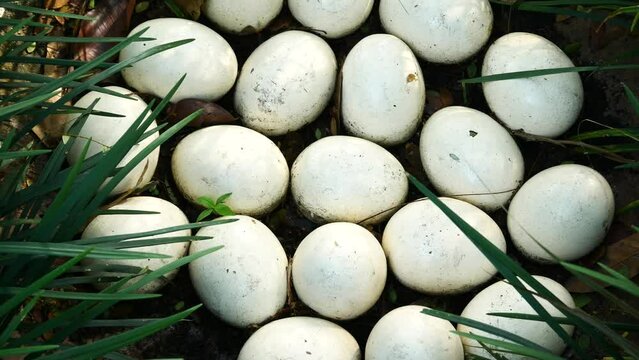 Ostrich egg on green grass top view 