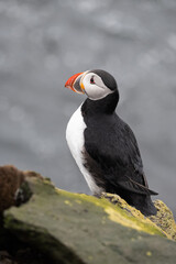 A single puffin