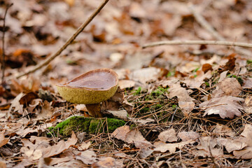 mushrooms in the forest