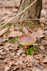 mushroom in the forest