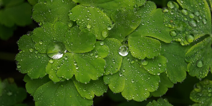 dew on leaf