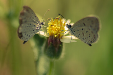 Two butterflies on flower with blurred background.