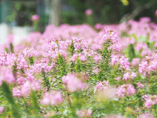 flower blooming in garden and flied in season of love