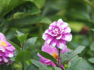 flower blooming in garden and flied in season of love