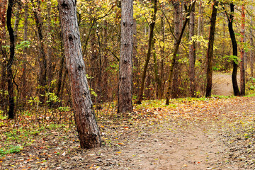 Fototapeta premium forest path in pine forest with bark textured brown tree trunks leaf and foliage covered dirt path with subtle light shining through the trees. nature and outdoor concept. park, outdoor and leisure