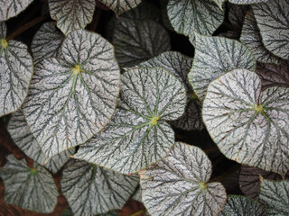 begonia plants and leafes bueaty abtract style creat by nature
