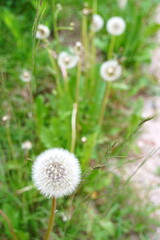 White dandelions in springtime.