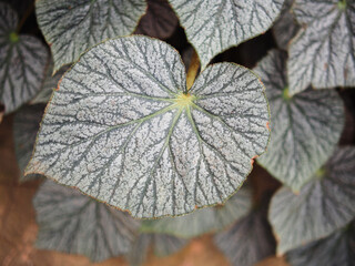 begonia plants and leafes bueaty abtract style creat by nature
