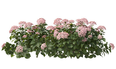Variety colors of French hydrangea flower isolated