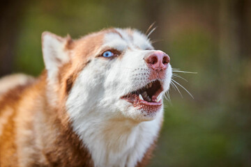 Siberian Husky dog profile portrait with blue eyes and brown white color, cute sled dog breed. Friendly husky dog portrait outdoor forest background, walking with beautiful adult pet © TRAVELARIUM
