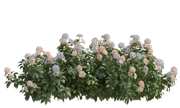 Variety colors of French hydrangea flower isolated