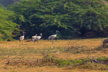 Fototapeta premium Common crane (Grus grus) at Khijadiya Bird Sanctuary, Gujarat, India