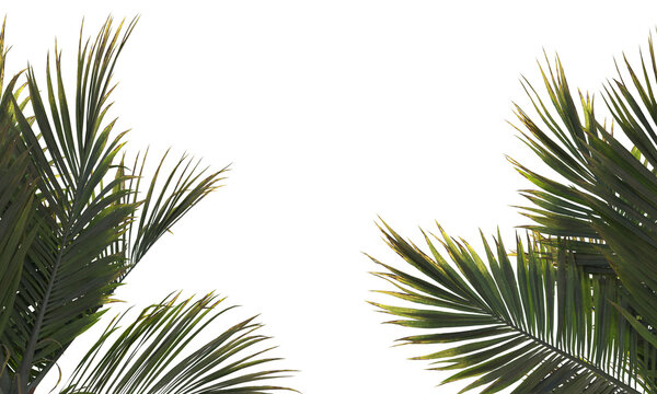 "Palm Tree Shadow" Images – Browse 72 Stock Photos, Vectors, and Video