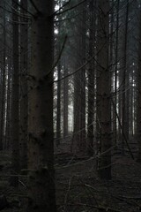 Vertical shot of trees in a forest in the Netherlands with a moody vibe
