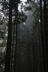 Vertical shot of trees in a forest in the Netherlands with a moody vibe