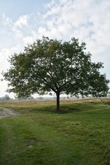 Vertical shot of a green tree in a field in the Netherlands