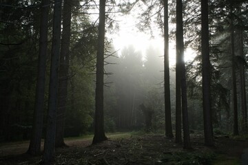 Trees in a forest in the Netherlands with a moody vibe