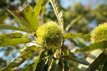 Closeup shot of a Chestnut on a tree