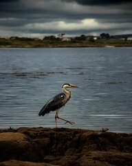 Vertical shot of a stork walking on the coast of a lake