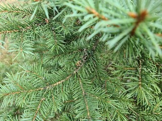 Beautiful green spruce branch with needles closeup