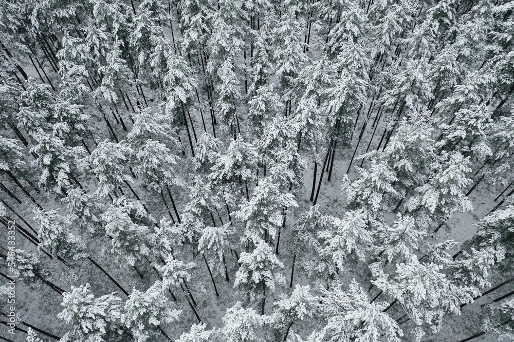 Poster aerial view of snow-covered pine trees in a forest during winter