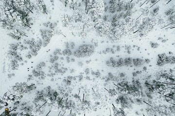 Fototapeta premium Top down view of high snowy trees. Trees in the snow. Aerial view on frosty forest landscape.