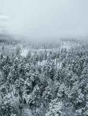 Aerial view of snow-covered pine trees in a forest during winter