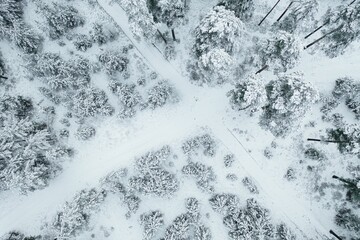 Naklejka premium Aerial view of snow-covered pine trees in a forest during winter
