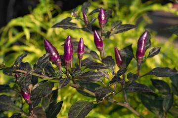 Attractive purple chili (purple pepper) plants. Its fruits ripen from purple to bright red color. One hot type of chilies. Taken on shallow depth of field, blurry background.