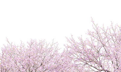 Sakura branches clipping path cherry blossom branches isolated © Poprock3d