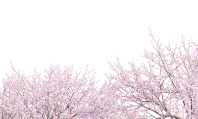Rolgordijnen Sakura branches clipping path cherry blossom branches isolated © Poprock3d