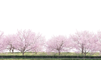 pink blossom landscape
