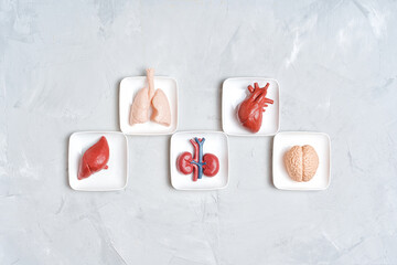 Toy set of human organs in small trays on gray
