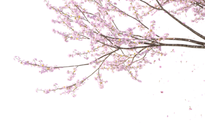 Sakura branches clipping path cherry blossom branches isolated