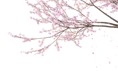 Tuinposter Sakura branches clipping path cherry blossom branches isolated © Poprock3d