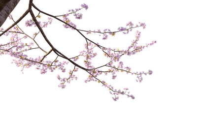 Sakura branches clipping path cherry blossom branches isolated
