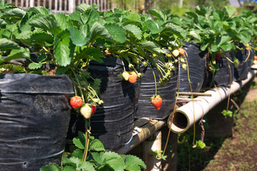Strawberry fruits hanging on a farm. Planted on a planter bag (polybag).