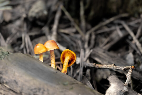 Mushroom In The Forest